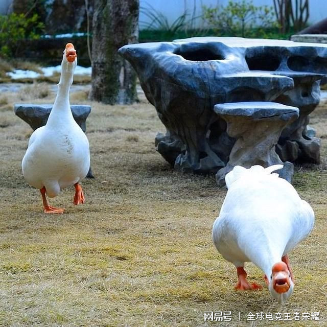 消失大鹅已找到!主人怒抽池水追凶,这场鹅口夺食闹剧里藏着最朴素的守护